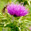 Milk Thistle Extract