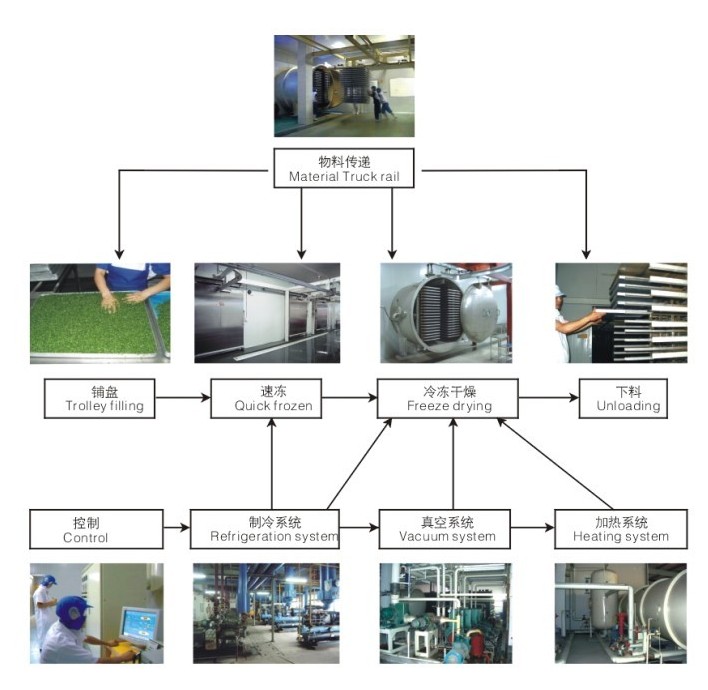 How Curing Machines and Freeze Dryers Work - Hydrobuilder Learning Center