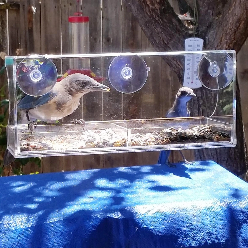 Acrylic Bird Feeders - Clear Bird Feeders Window