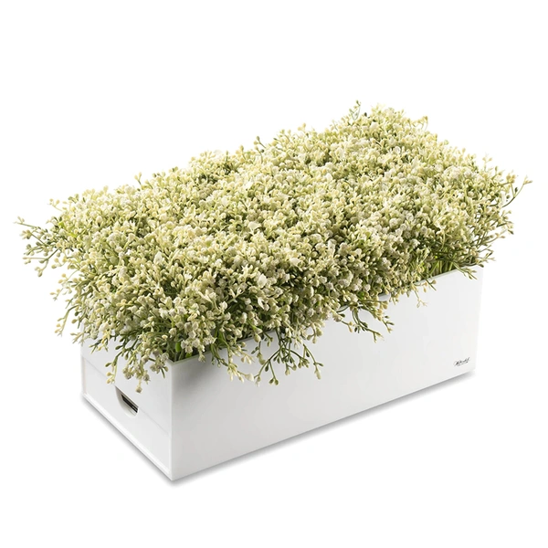 Babys Breath Bencher Set | Jewish Gift 8 Pack Birchat Hamazon