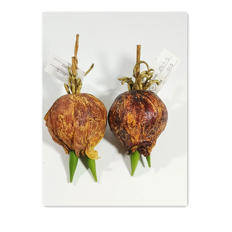 ارتبلانت والزهور المصنوعة يدويًا والزهور الحرفية والنباتات المصنوعة يدويًا