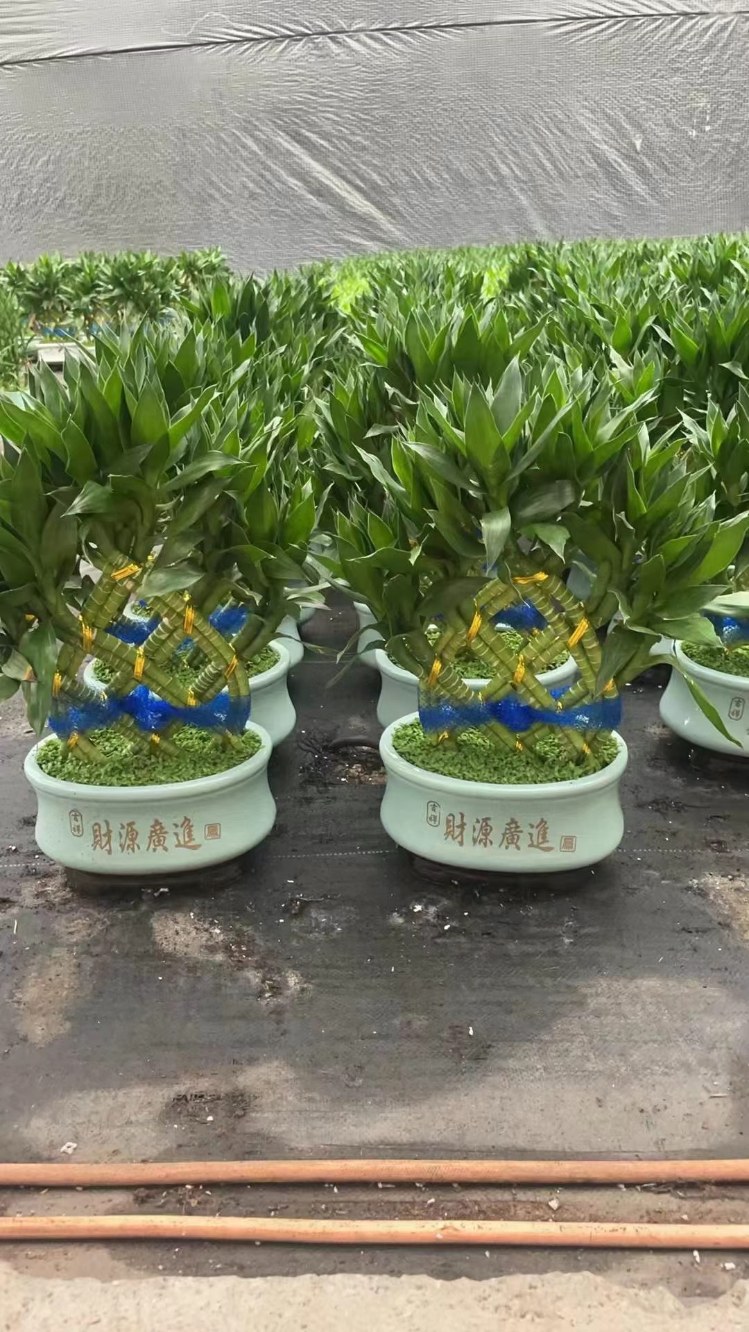 Fortune bamboo potted plants