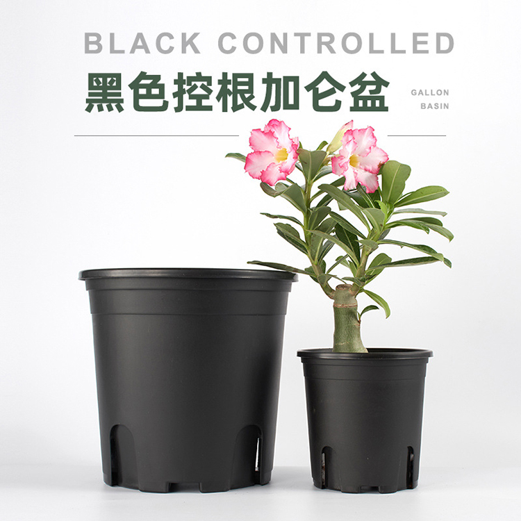 gallon plant pots.jpg