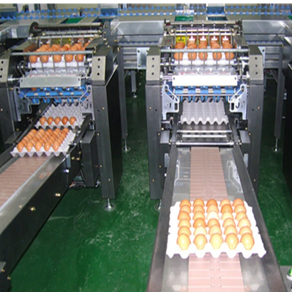 ligne d'emballage de tri de nettoyage d'oeufs, machine à emballer de plateau d'oeufs
