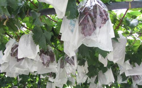 Non woven fabric, meltblown, non woven fabric for face mask, coated non woven fabric for protective clothing, non woven fabric for isolation gown, non woven fabric for medical,  SMS,SSMMS, SS & SSS, non woven fabric, fabric for medical, Fabric for isolation gown, fabric for protective clothing, spun bond non woven, PP non woven, etc.