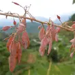 Macleaya Cordata Extract