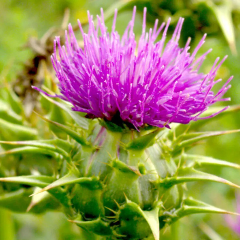 Milk Thistle Extract