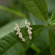 Jewelry factory direct sales micro inlaid zircon olive branch leaf earrings for women floral series earrings for women