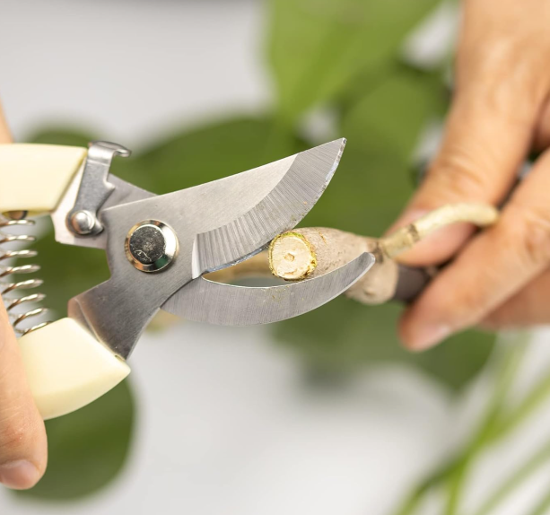 branch scissors.png