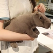 Plush Toys | Stuffed Toys | Custom & Wholesale Options Available