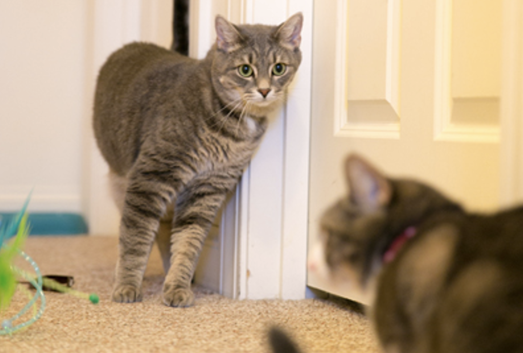 Tips to Keep Your Cats from Fighting