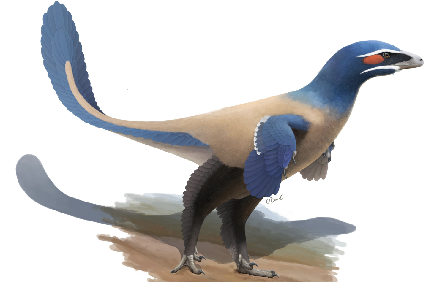 Scientists Discover a Dinosaur with Shiny, Color-Changing Feathers