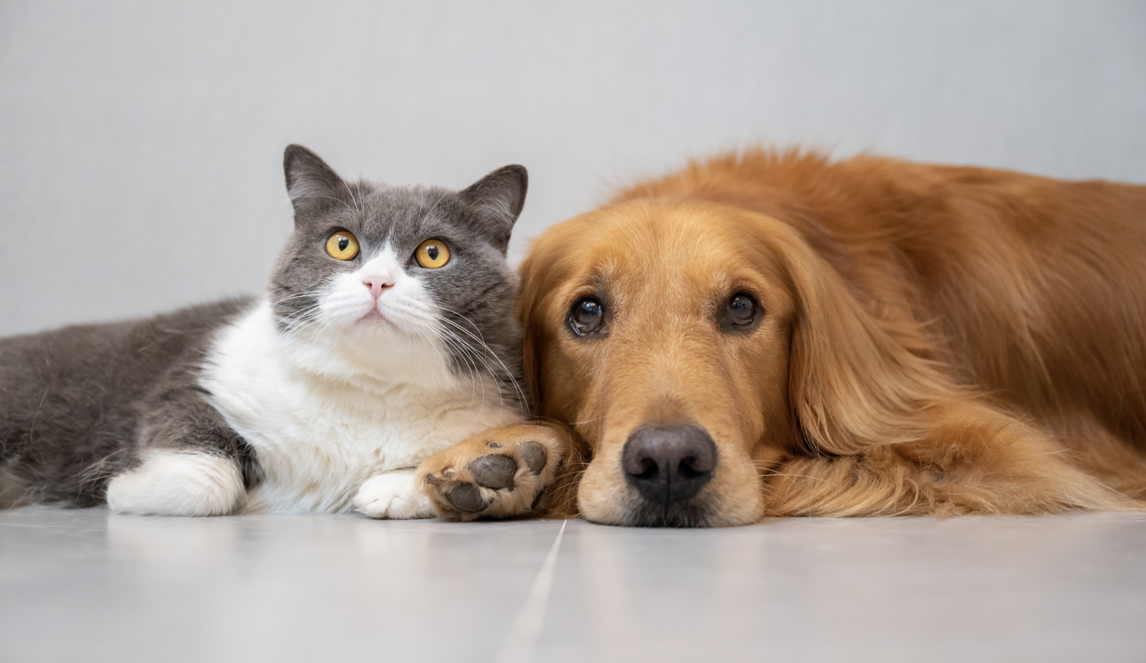 Why Dogs Beg for Walks While Cats Nap at Home: A Furry Mystery Explained!