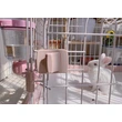 Metal Pet Dog Kennels Cage