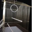 golden bird cage in stock