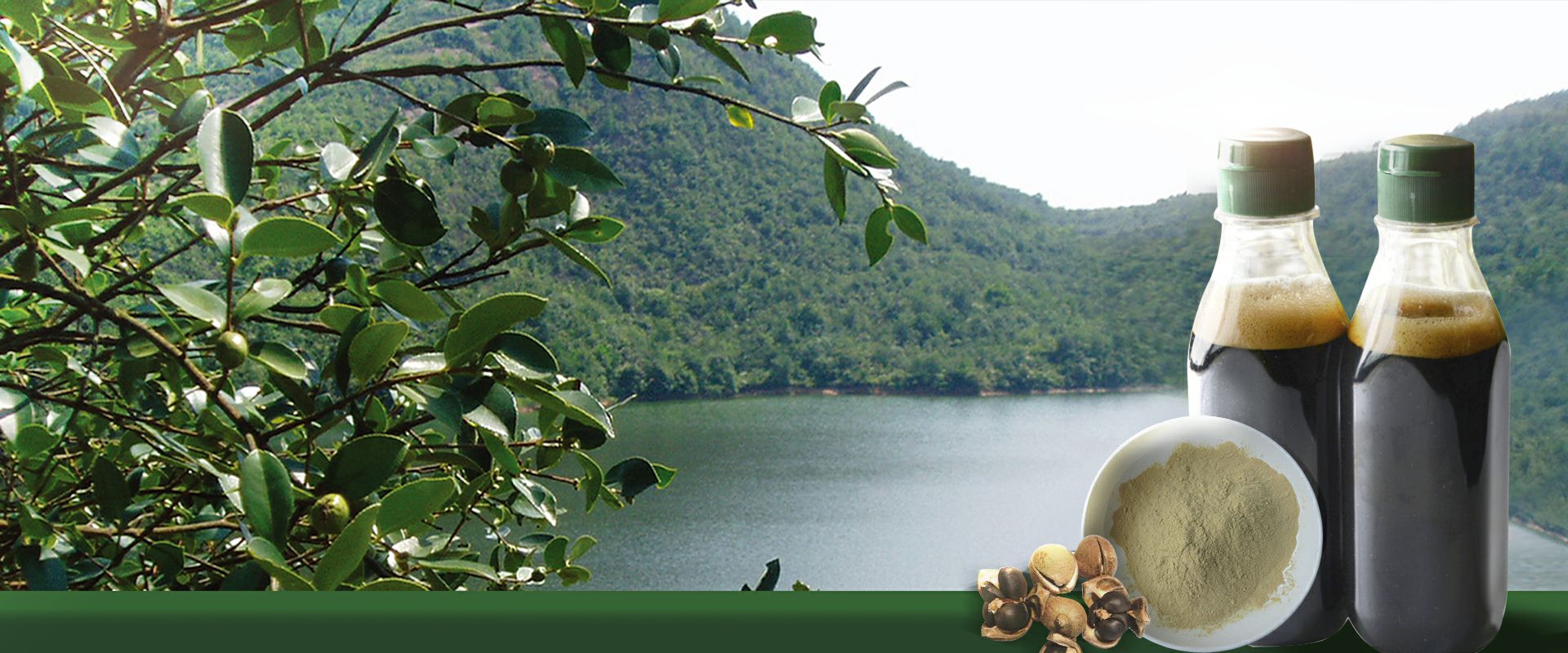 tea saponin | saponina tea | saponina tea producer | tea saponin powder | saponine | kill mollusks and fishes in shrimp ponds, shrimp pond cleaning agent