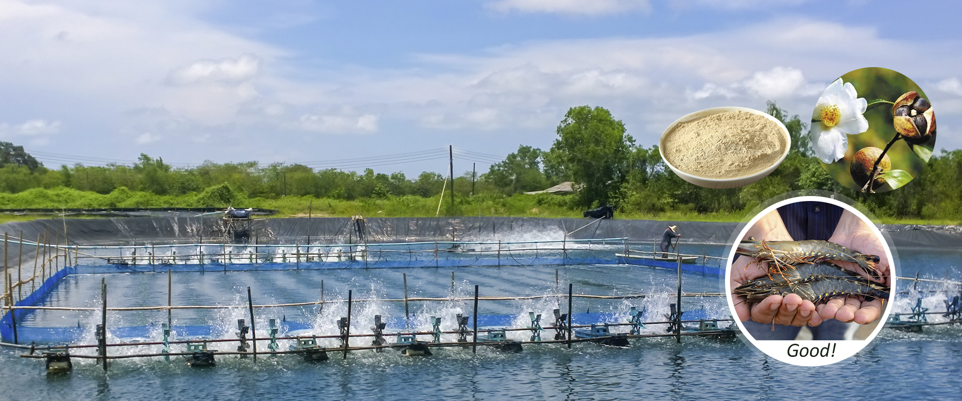 tea saponin | saponina tea | saponina tea producer | tea saponin powder |  saponine | kill mollusks and fishes in shrimp ponds, shrimp pond cleaning  agent