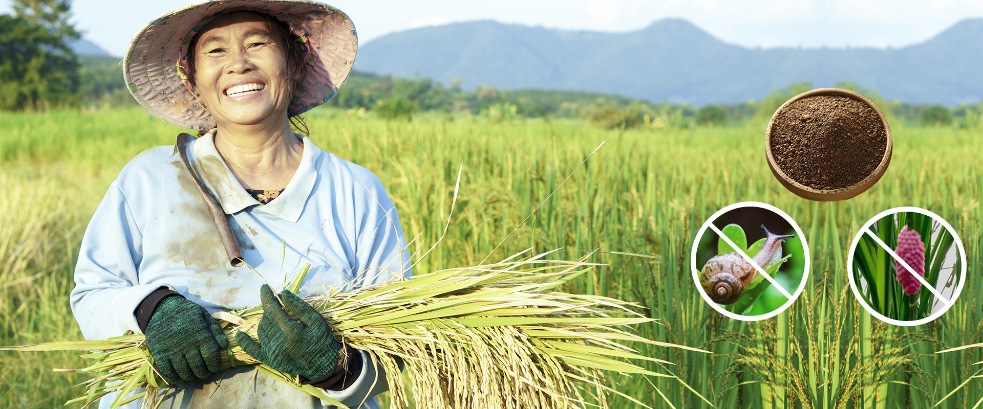 tea saponin | saponina tea | saponina tea producer | tea saponin powder |  saponine | kill mollusks and fishes in shrimp ponds, shrimp pond cleaning  agent