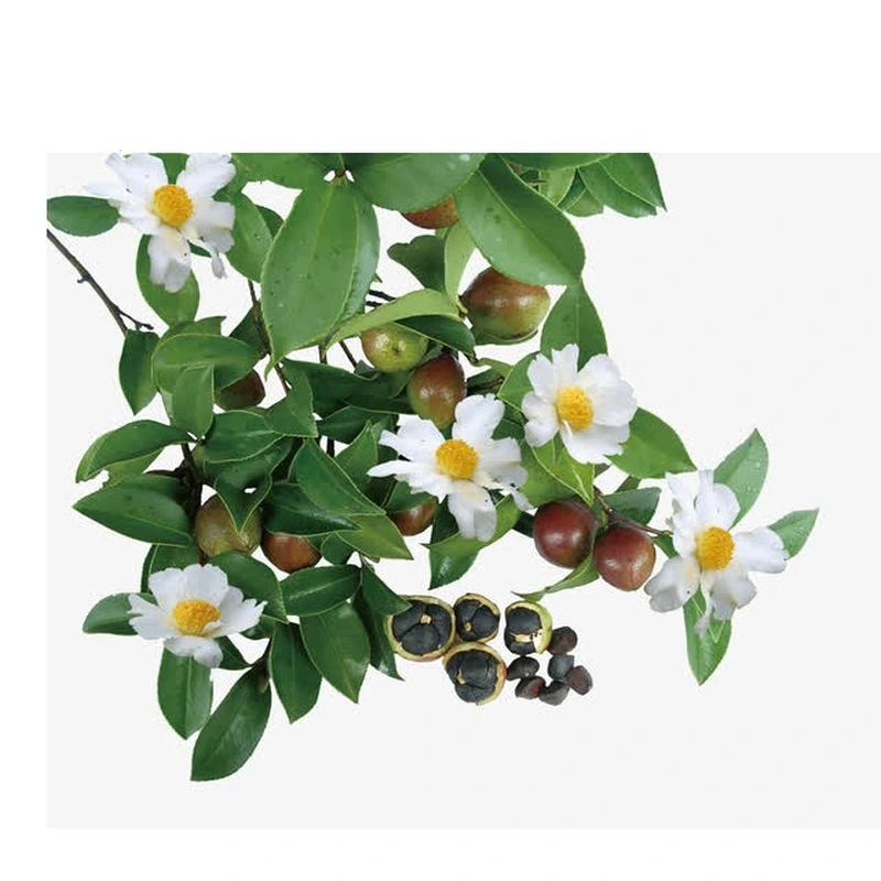 Tea seed pellet organic fertilizer for rice and vegetable fields