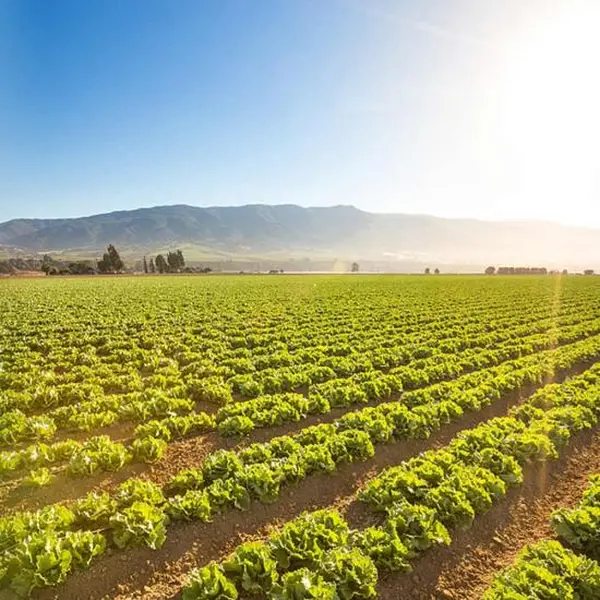 Efficient Solar Agricultural Irrigation Solutions 