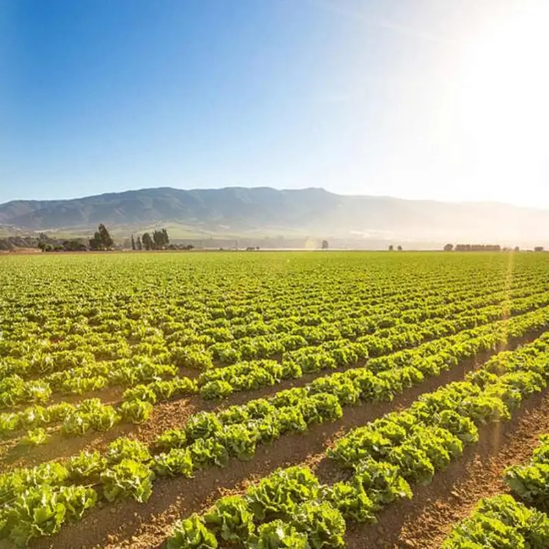 Efficient Solar Agricultural Irrigation Solutions 