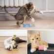cat toys for indoor cats kittens 