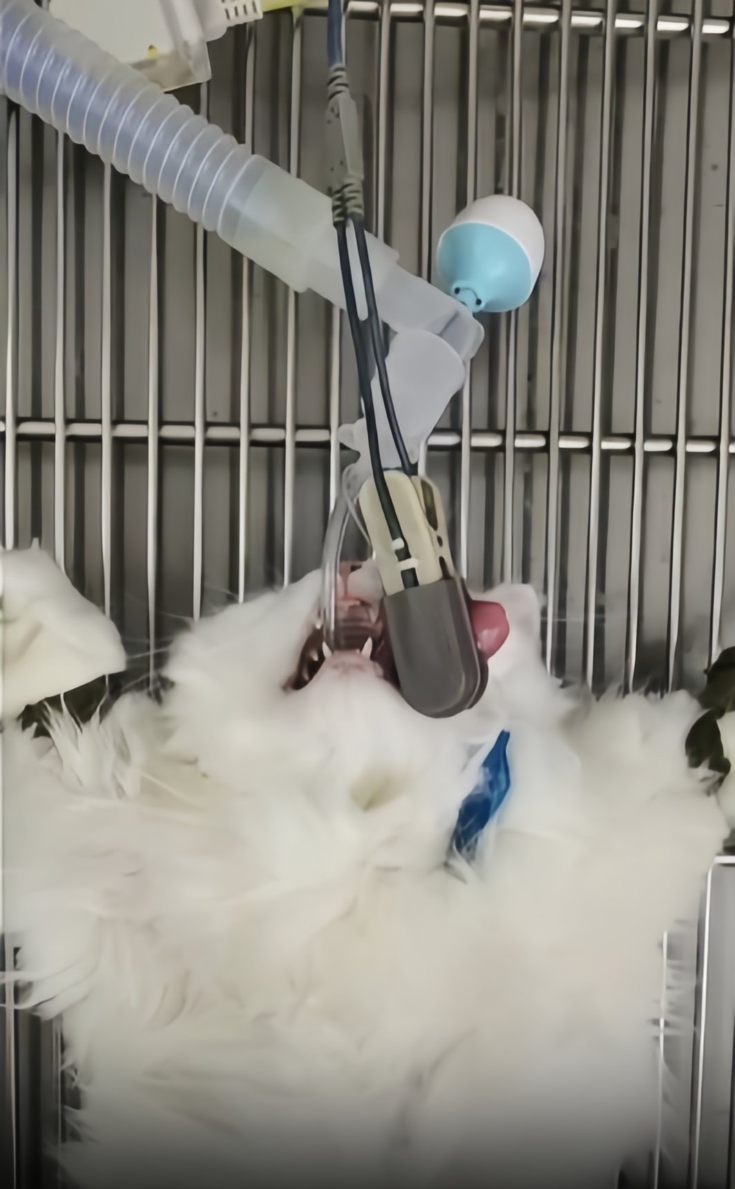 Vet Respiration Monitor