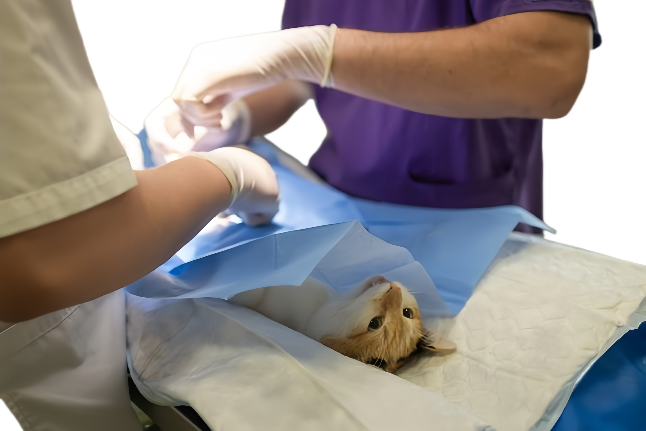 Pet sterile Aperture Drape