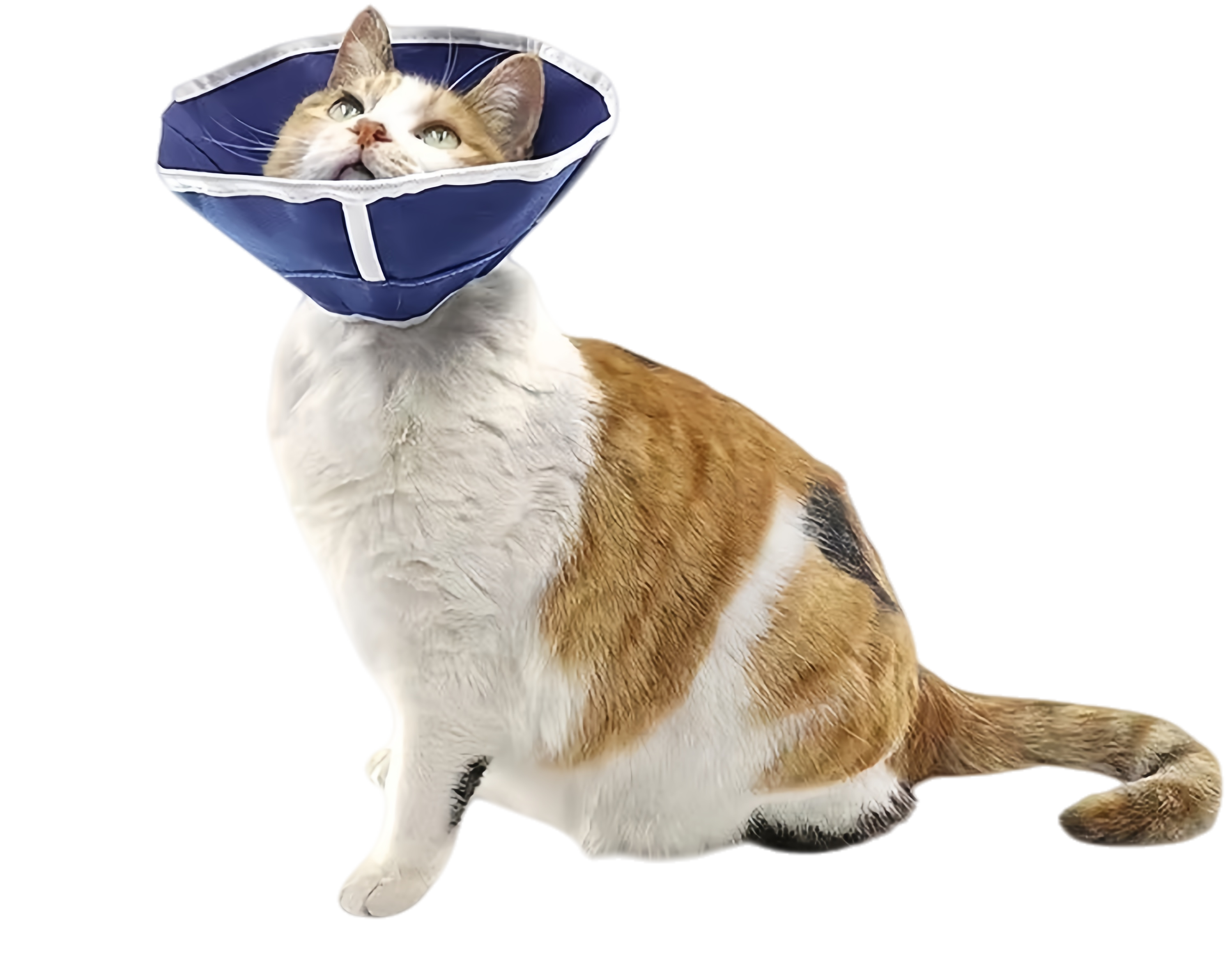 Non-woven Pet E-collar