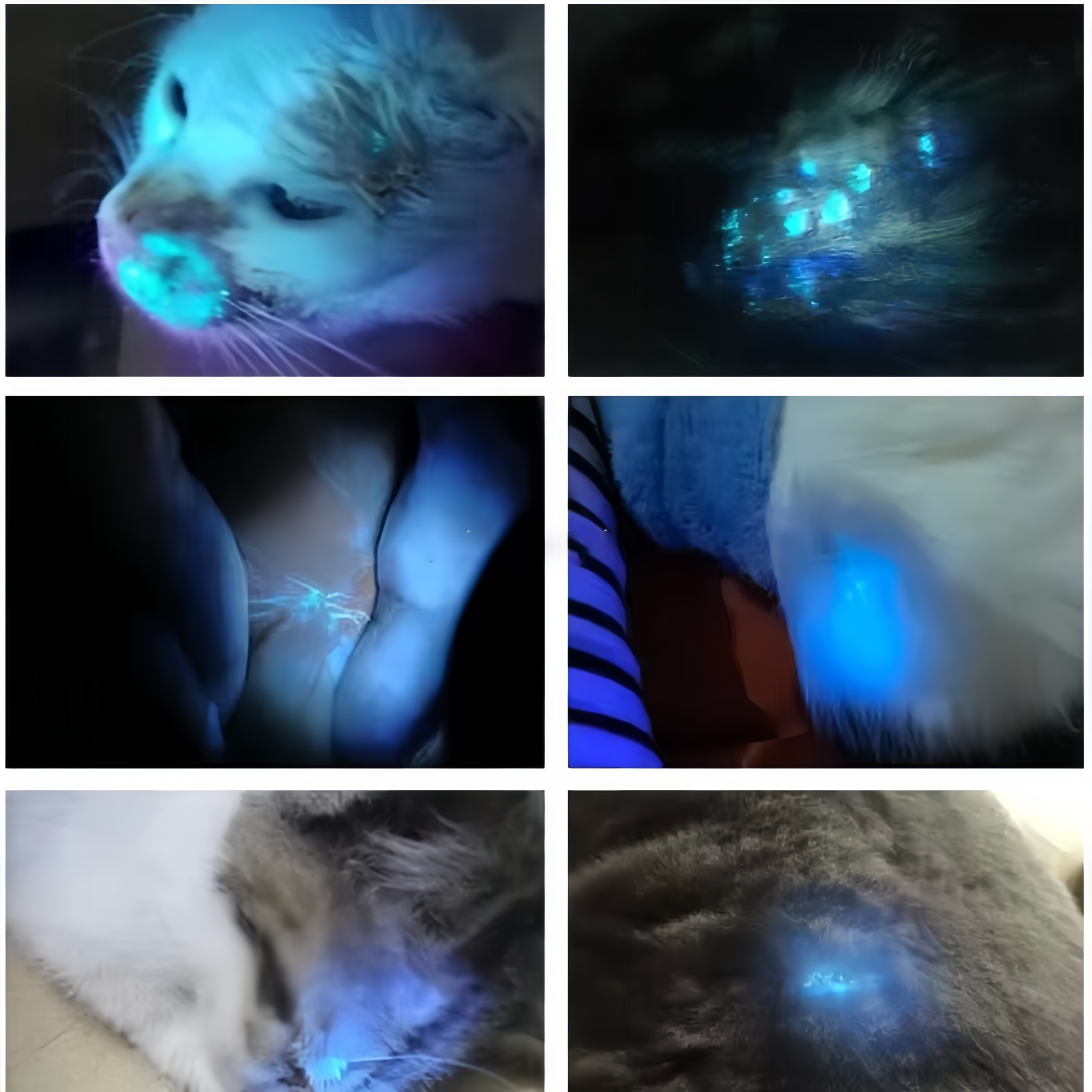 Standard Pet Wood's lamp