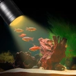 South American small fish tank spotlight