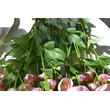 Artificial white hellebore flower for home wedding party decoration