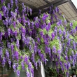 artificial wisteria for decoration