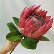 High quality simulation hand feel protea cynaroides flowers