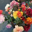 High quality Artificial moisturizing 5 heads dahlia flower for event party wedding home decoration