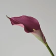 High simulated EVA callalily flower for decor